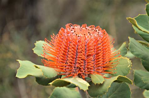 Wildflowers of the Stirling Ranges: Best Wildflowers in Western Australia - Inspiration Outdoors