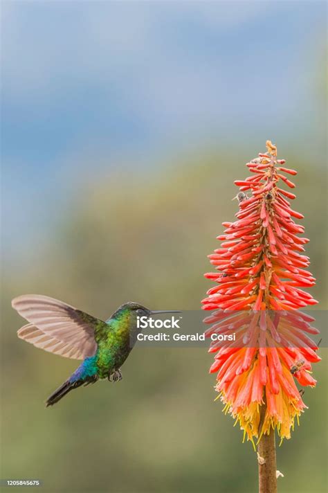 Burung Kolibri Berdenyut Berapiapi Adalah Burung Kolibri Berukuran ...