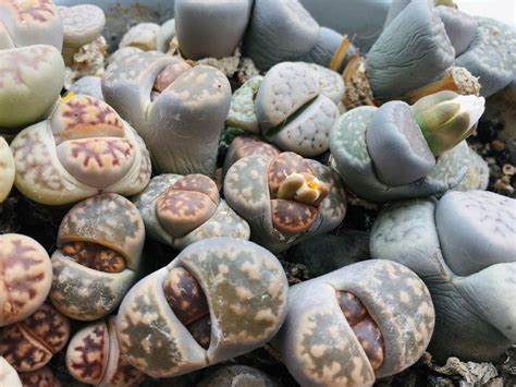 Lithops Care - Tips For Growing Living Stones