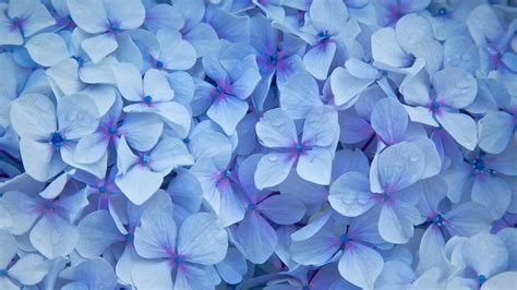 26 Blue Flower Wallpapers - Wallpaperboat