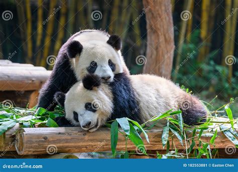 Two Cute Giant Pandas Playing Together Stock Image - Image of outdoors, companionship: 182553881