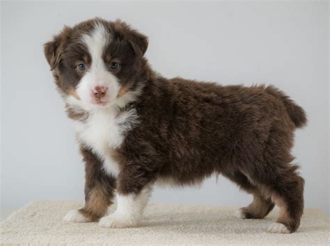 Mini Australian Shepherd For Sale Loudenville, OH Male- Royal – AC ...