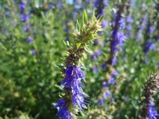 Hyssop Herb Uses, Side Effects and Benefits