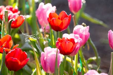 Premium Photo | Tulips with raindrops.