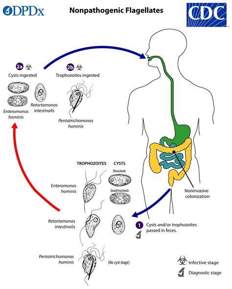 Trichomonas Hominis