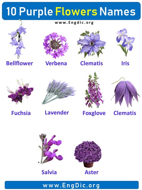 10 Purple Flowers names with Pictures, Flower Names | Purple flower ...