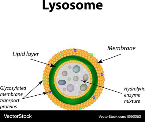 Structure of lysosomes infographics Royalty Free Vector