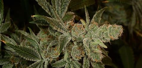 Grapefruit Strain - Growing Tips and Medical Effects | Marijuana Guides