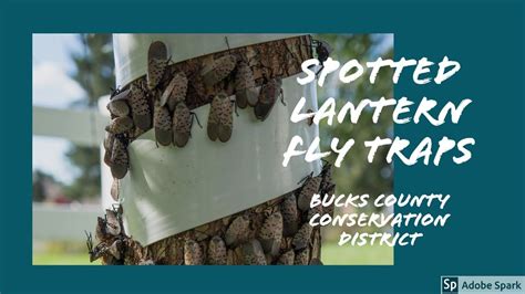 Spotted Lanternfly: Tree Banding & DIY Circle Trap Flying Lantern, Lantern Fly, Fly Traps ...