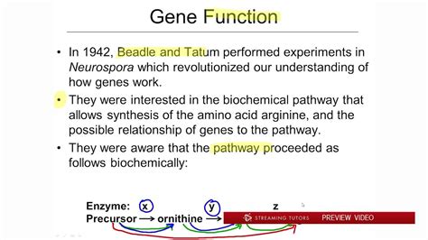 Mutations and the Nature of the Gene What is the Function of a Gene tutorial - YouTube