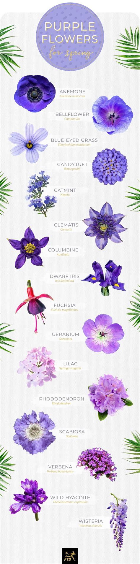 50 Types of Purple Flowers - FTD.com | Types of purple flowers, Purple ...