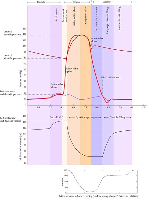 The Cardiac Cycle | Deranged Physiology