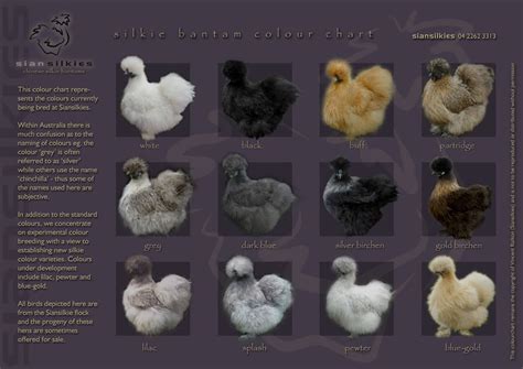 Identifying Baby Chickens Breeds