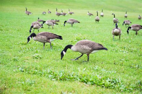 How To Keep Geese Away | Goose Control | Bird Repellent