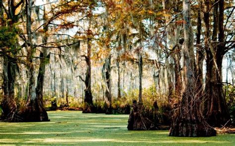 New Orleans Swamp Tours: Everything You Need to Know