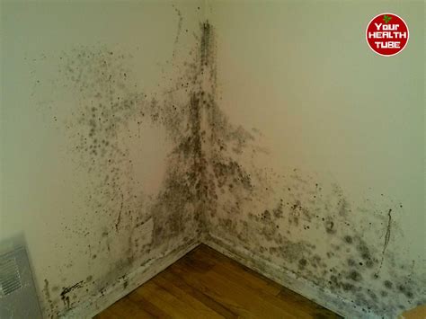 Mold Health Issues: How to Get Rid of Damp and Mold? - Your Health Tube