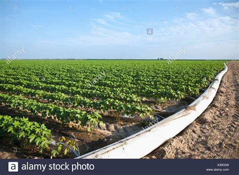 Garden Furrow Irrigation | Fasci Garden