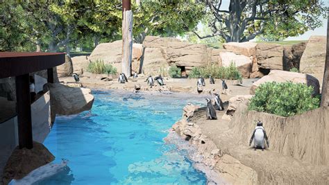 Franklin Park Zoo in fund drive to build new African Penguin habitats | Dorchester Reporter