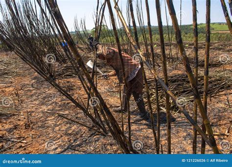 Sugar cane harvesting editorial photo. Image of farming - 121226026