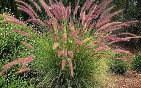 13 Ornamental Grasses For Shade | UrbanOrganicYield.com | Shade grass, Ornamental grasses for ...