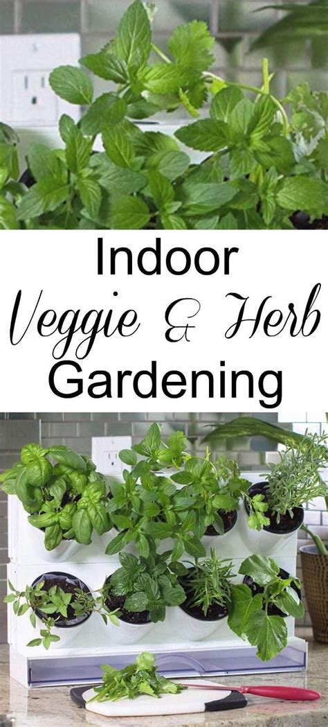 gardning tips #gardeningideasonabudget | Planting vegetables, Indoor ...