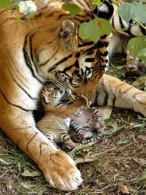 Mama and baby tigers | Animals beautiful, Animals wild, Cute animals