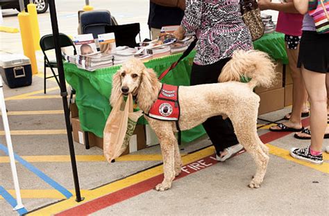 breeds for service dogs - Service Animal Registry of CaliforniaService ...