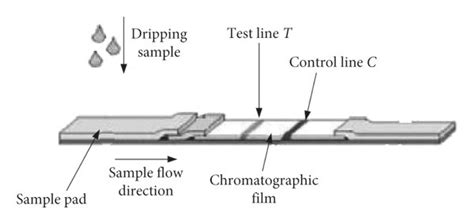 Schematic diagram of immunochromatography. | Download Scientific Diagram