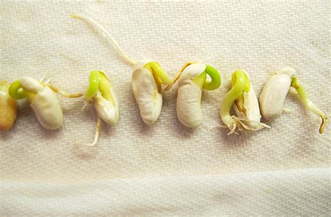 How to Know if Seeds Are Still Good | Germination Test | joe gardener®