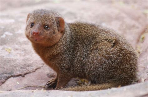 Common dwarf mongoose - Alchetron, The Free Social Encyclopedia