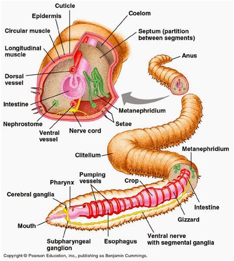 HOW AND WHAT DO WORMS EAT? |The Garden of Eaden