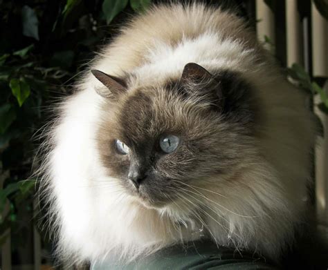 Himalayan Cat Personality Traits: How Do Himalayan Cats Act?