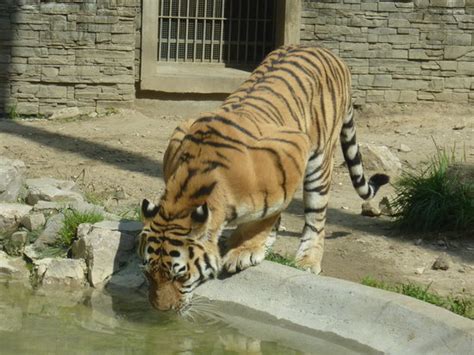 Krakow Zoo (Ogrod Zoologiczny) | | UPDATED June 2019 Top Tips Before You Go (with Photos ...