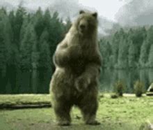 Happy Bear GIF - Happy Bear - Discover & Share GIFs