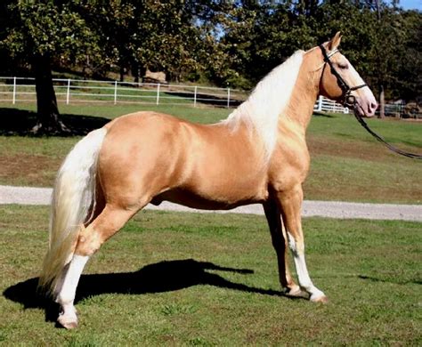 Tennessee Walking Horse Breed Information, History, Videos, Pictures