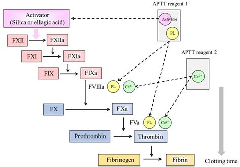 Principle of the APTT. Two reagents are required for APTT measurements.... | Download Scientific ...