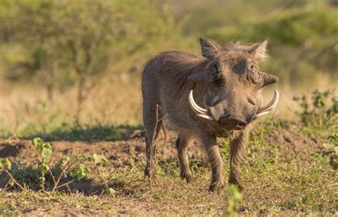 Warthog Facts - Hluhluwe Game Reserve