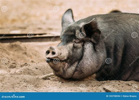 Close Up of Household a Large Black Pig in Farm. Pig Farming is Raising ...