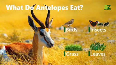 Antelope - A-Z Animals