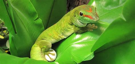 Madagascar Giant Day Gecko Care Sheet | Reptiles' Cove