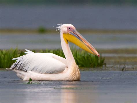 Birding in Queen Elizabeth national park | Queen Elizabeth N.P