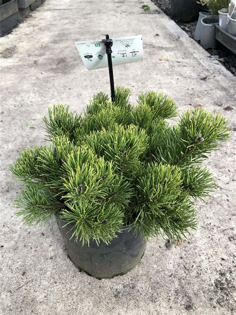 Pinus 'Mountain Pine' (Dwarf) 8" Pot - Hello Hello Plants