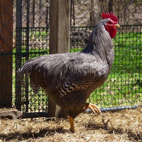 Different breeds of chicken around the world - Smart Bird ID