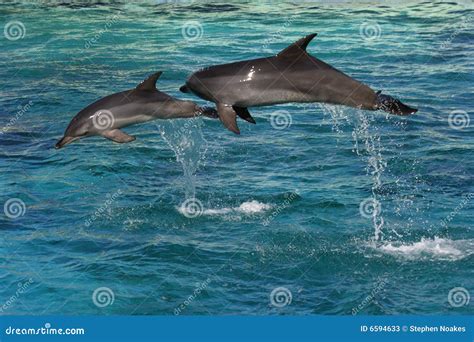 Two Dolphins Jumping Stock Photos - Image: 6594633