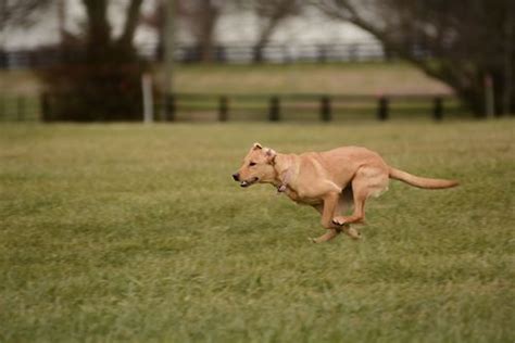 5 Rules to a Rapid Recall — Rosetree Dog Training