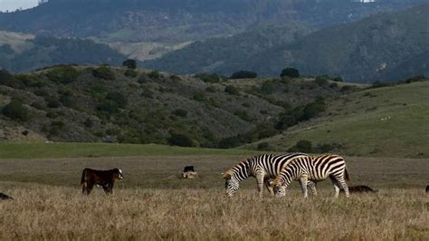 Why do zebras live near Hearst Castle in San Simeon CA? | San Luis Obispo Tribune