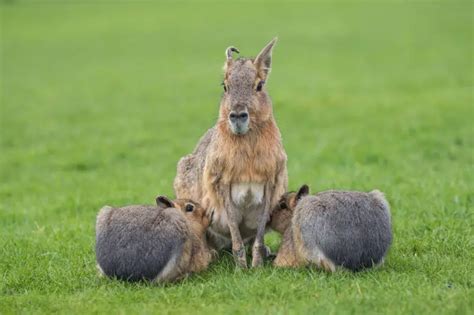 Patagonian Mara - Facts, Diet, Habitat & Pictures on Animalia.bio