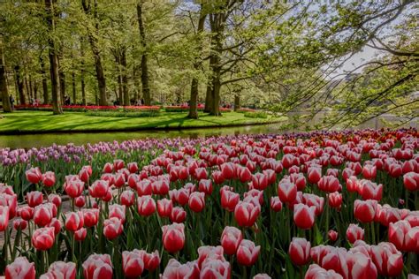 Du lịch Hà Lan, tham gia lễ hội hoa Tulip mùa xuân - Du lịch mở Toàn ...