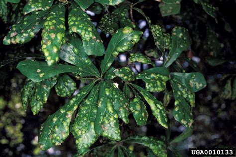 Oak | Texas Plant Disease Handbook