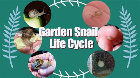 The Life Cycle Of A Garden Snail - YouTube